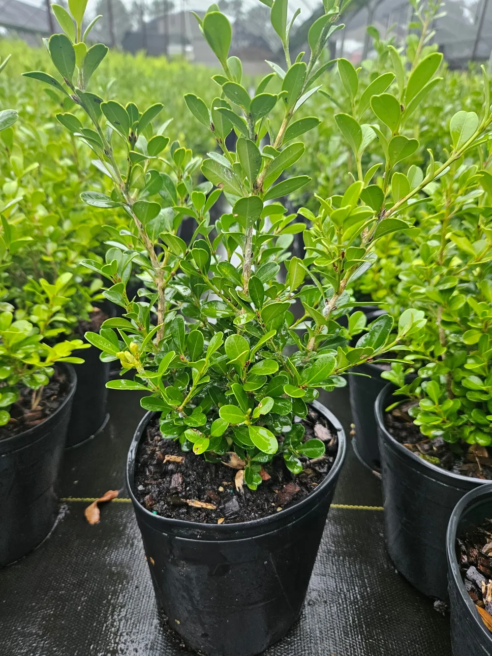 Boxwood 'Japanese' — Bayou State Plant Co.